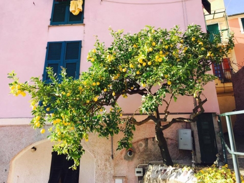 Le trombe d'oro della solarità, come Eugenio Montale ha definito i limoni