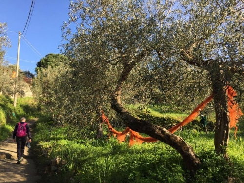Ulivi sul sentiero da Bonassola a Levanto