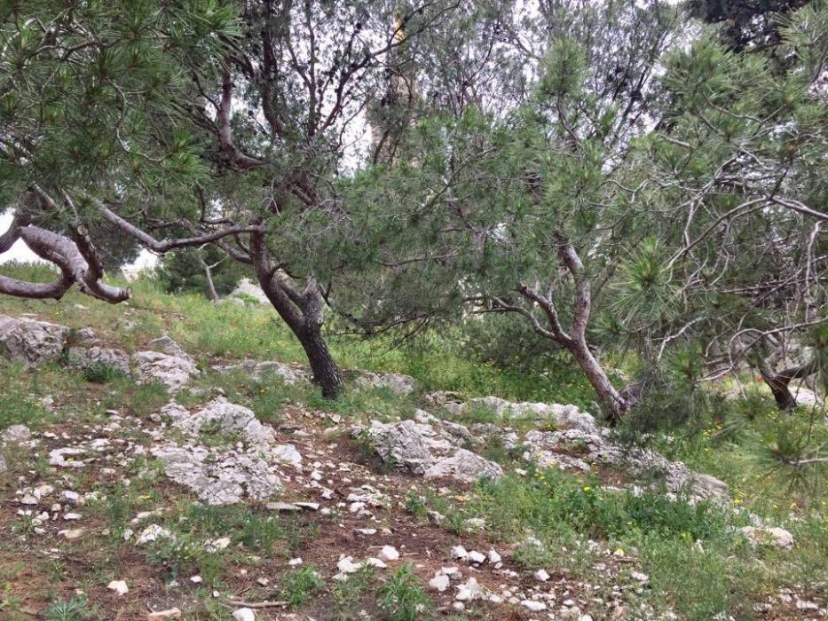 Notre Dame de la Gard, il bosco che lo circonda