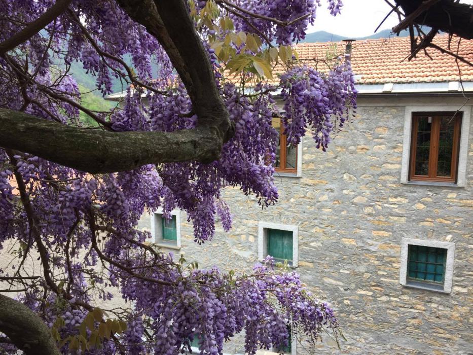 Il glicine della casa di Stefani a Ubaghetta, dove comincia la storia