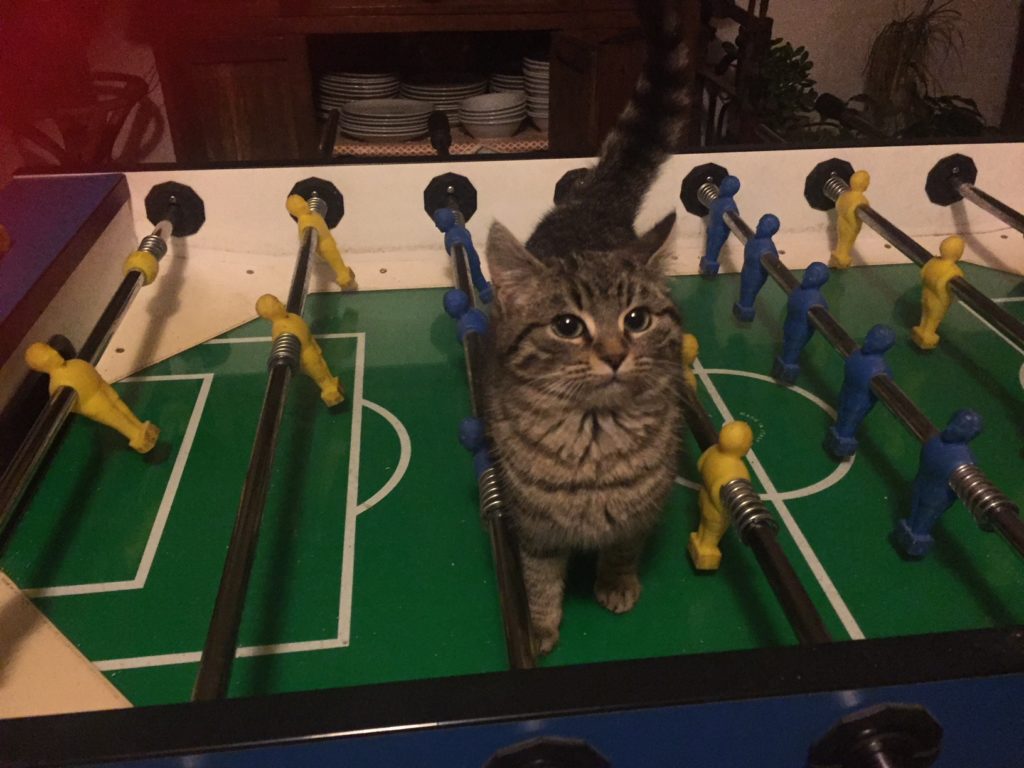 La gattina Ramba