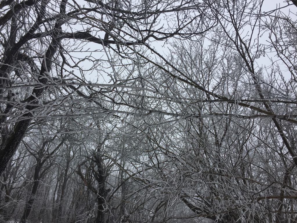 Gli alberi che intrecciano i loro rami.