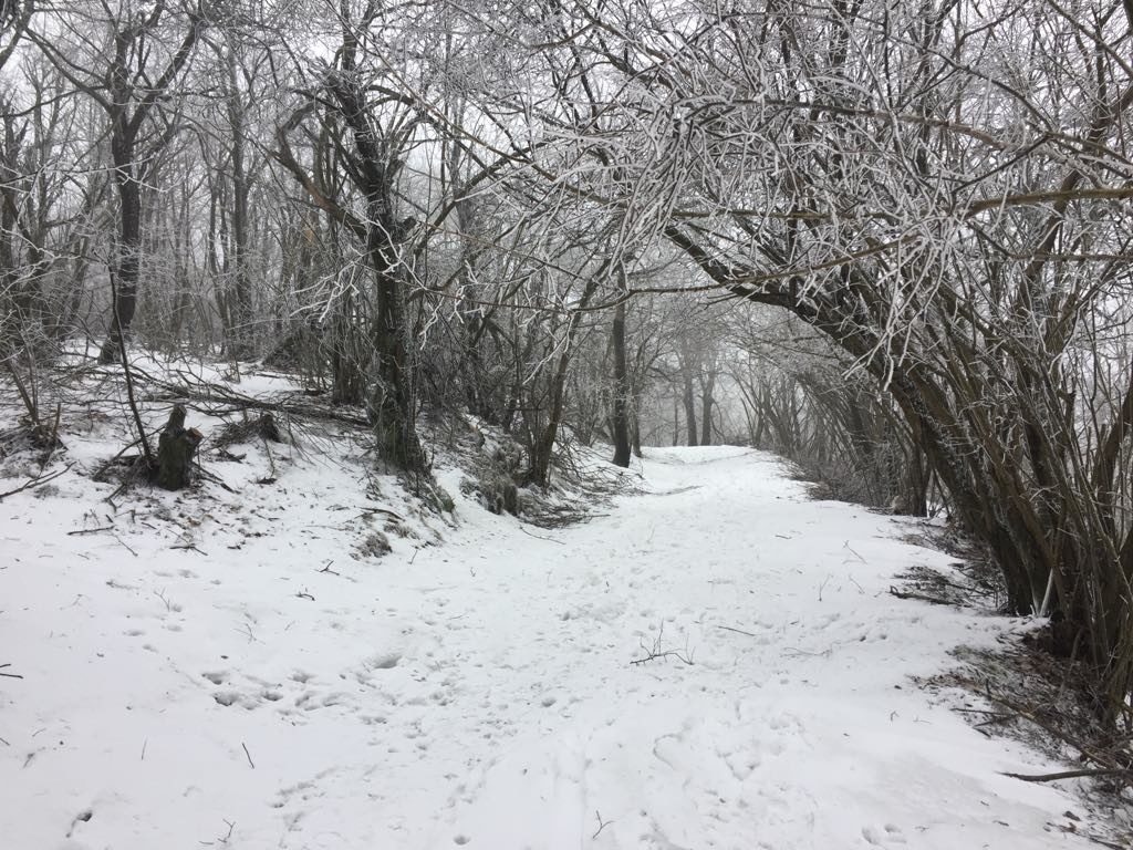 Il sentiero in mezzo alla neve.