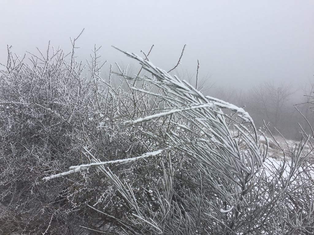 La galeverna e la nebbia.