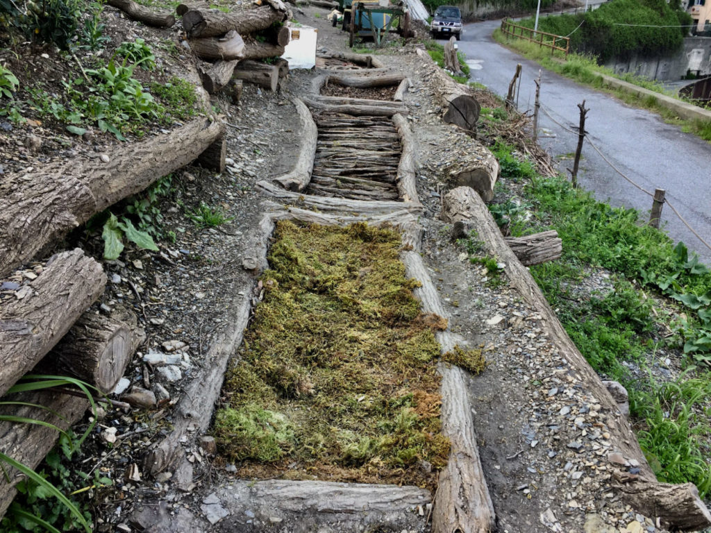 Il Bosco a Piedi.